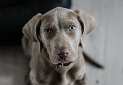 Cani, la sicurezza in casa è importante